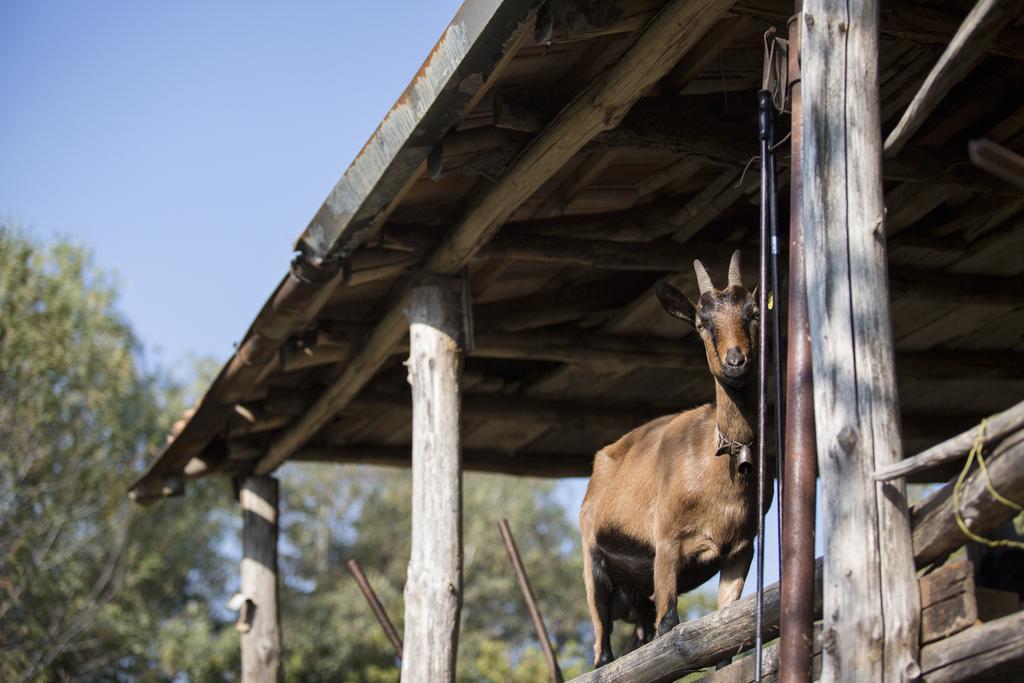 Agriturismo Da Attilio Канобио Екстериор снимка