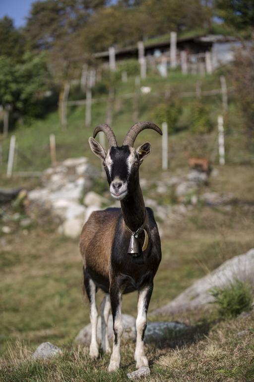 Agriturismo Da Attilio Канобио Екстериор снимка